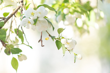 Obraz premium Apple blossom time is very beautiful