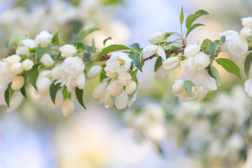 Apple blossom time is very beautiful