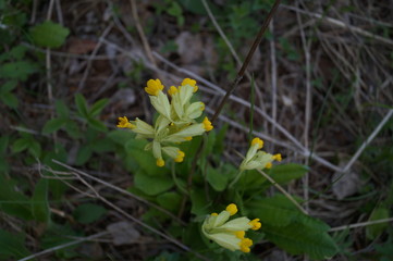 yellow flowers in garden