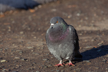 Apple blossom time is very beautiful