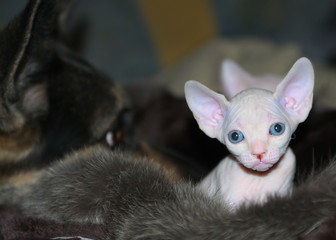 kitten on blue background