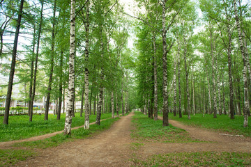 Obraz premium Birch Park with walkways for pedestrians on a summer day.