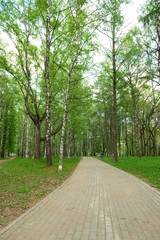 Birch Park with walkways for pedestrians on a summer day.