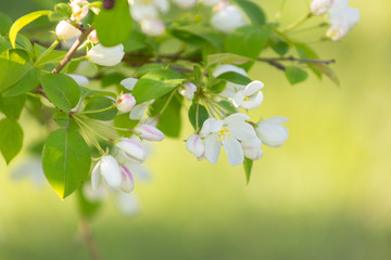 Apple blossom time is very beautiful