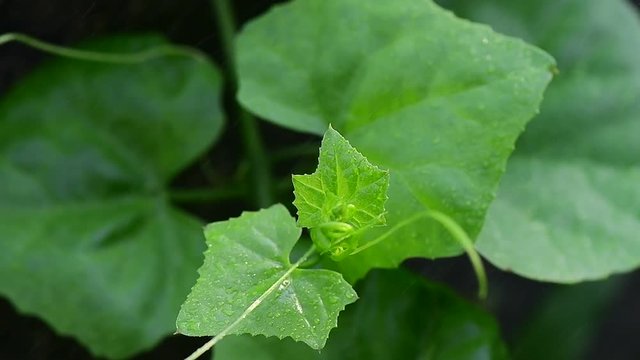 Green Plant Lvy Gourd
