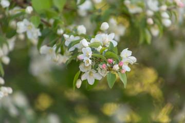 Apple blossom time is very beautiful