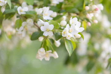 Apple blossom time is very beautiful