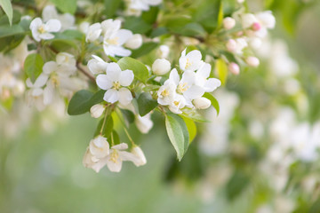 Apple blossom time is very beautiful