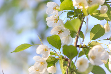 Apple blossom time is very beautiful