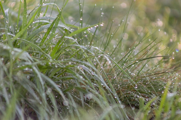Apple blossom time is very beautiful