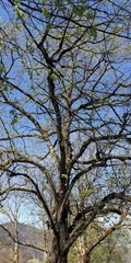 Baum