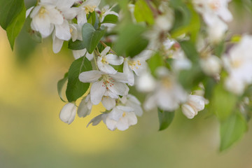 Apple blossom time is very beautiful