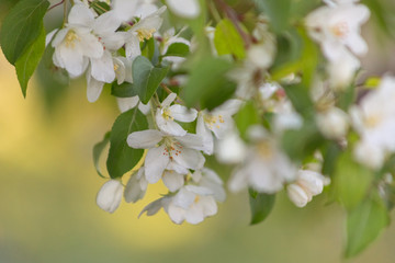 Apple blossom time is very beautiful