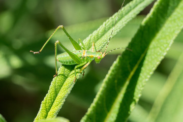 Vivid green grasshopper on green plant.