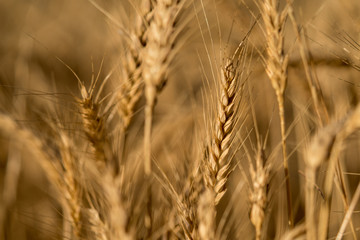 Winter wheat crop field close up