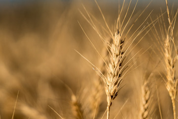 Winter wheat crop field close up
