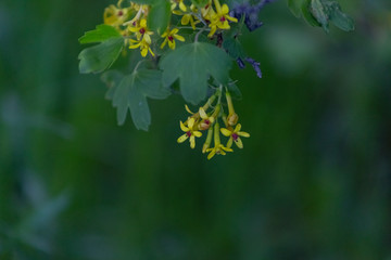 Apple blossom time is very beautiful