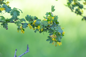 Apple blossom time is very beautiful