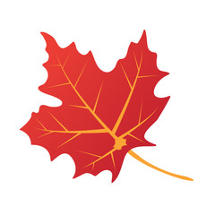 autumn leaf isolated on white background