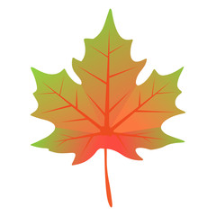 maple leaf isolated on white background