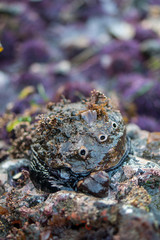 low tide exposes abalone with sea life growing on its shell.