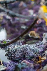 Purple star fish exposed by low tide and surrounded by sea urchin.