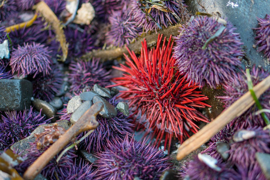 Red Sea Urchin Surrounded By Purple Urchins.