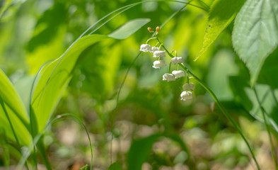 Spring Lily of the valley flower close-up against the background of Unsharp foliage in the sunlight