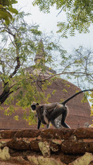 Leaf monkey mom and baby walking on the wall in front of a stupa