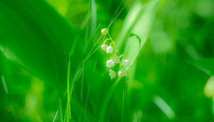 Spring Lily of the valley flower close-up against the background of Unsharp foliage in the sunlight