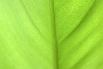 Close Up Of Green Leaf Texture