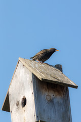 starling sits on a nesting box