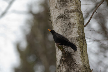 portrait of a blackbird