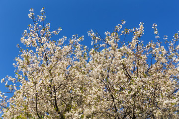 flowering cherry branches