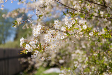 cherry branch in the spring