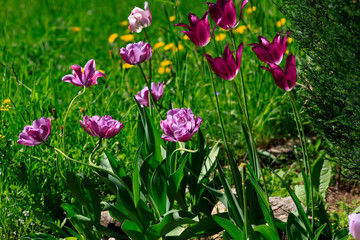 purple tulip on natural blurred background. delicate tulip flower with petals and bright green leaves on dark background.