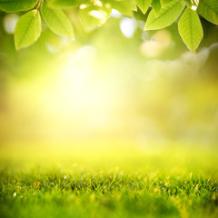 Fototapeta na wymiar Spring and nature background concept, Close up green grass field and leaf with blurred park and sunlight.