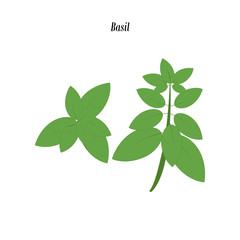 Green basil illustration