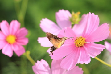 秋桜とホウジャク