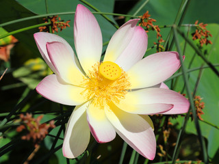 Fototapeta premium Beautiful Lotus flower in a park