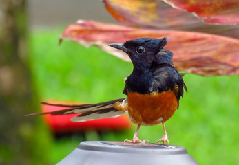 White-rumped shama bird (Copsychus malabaricus) with black and orange feathers, Kauai, Hawaii, USA