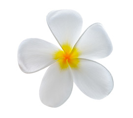Naklejka na ściany i meble Tropical flowers frangipani (plumeria) isolated on white background