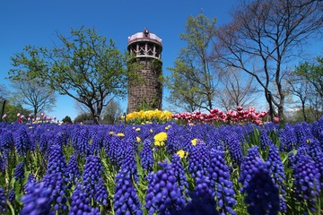 百合が原公園のお花畑