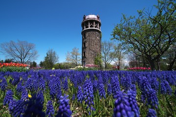 百合が原公園のお花畑
