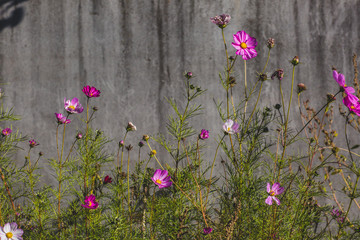 Fototapeta na wymiar Beautiful Cosmos flowers bllooming against grey wall