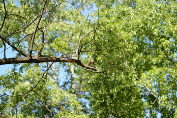 Thrush sits on a tree branch on a bright sunny day