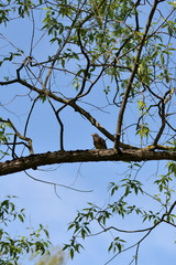 Thrush sits on a tree branch on a bright sunny day