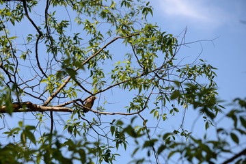 Thrush sits on a tree branch on a bright sunny day