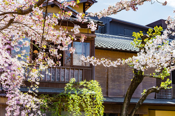 Fototapeta na wymiar 祇園白川の桜