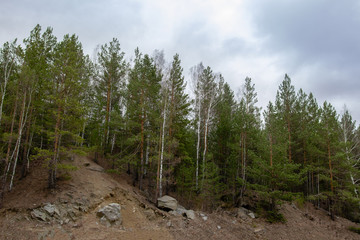 trees grow on top of a hill